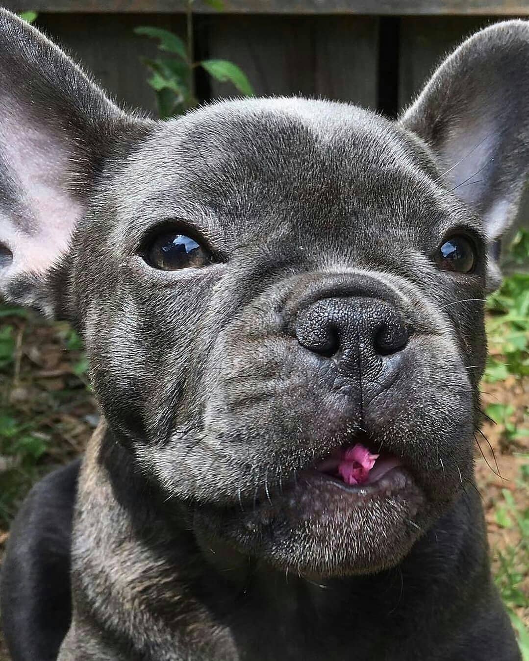 healthy french bulldog puppies