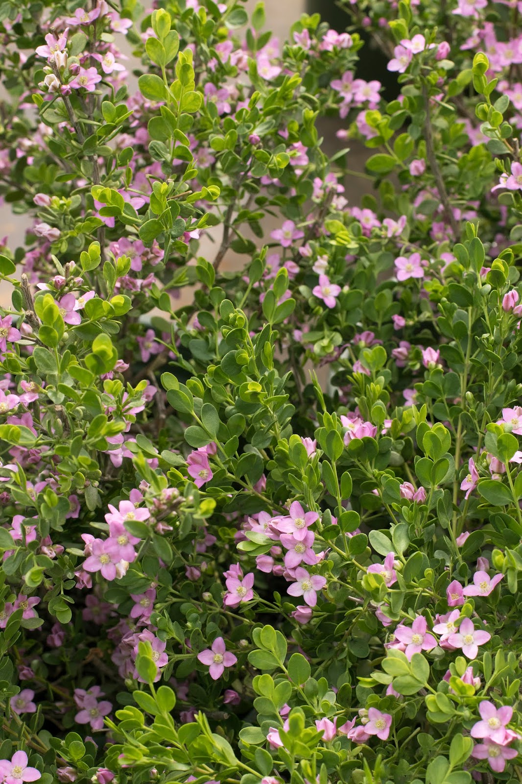 Western Tree Nursery Wholesale Only California