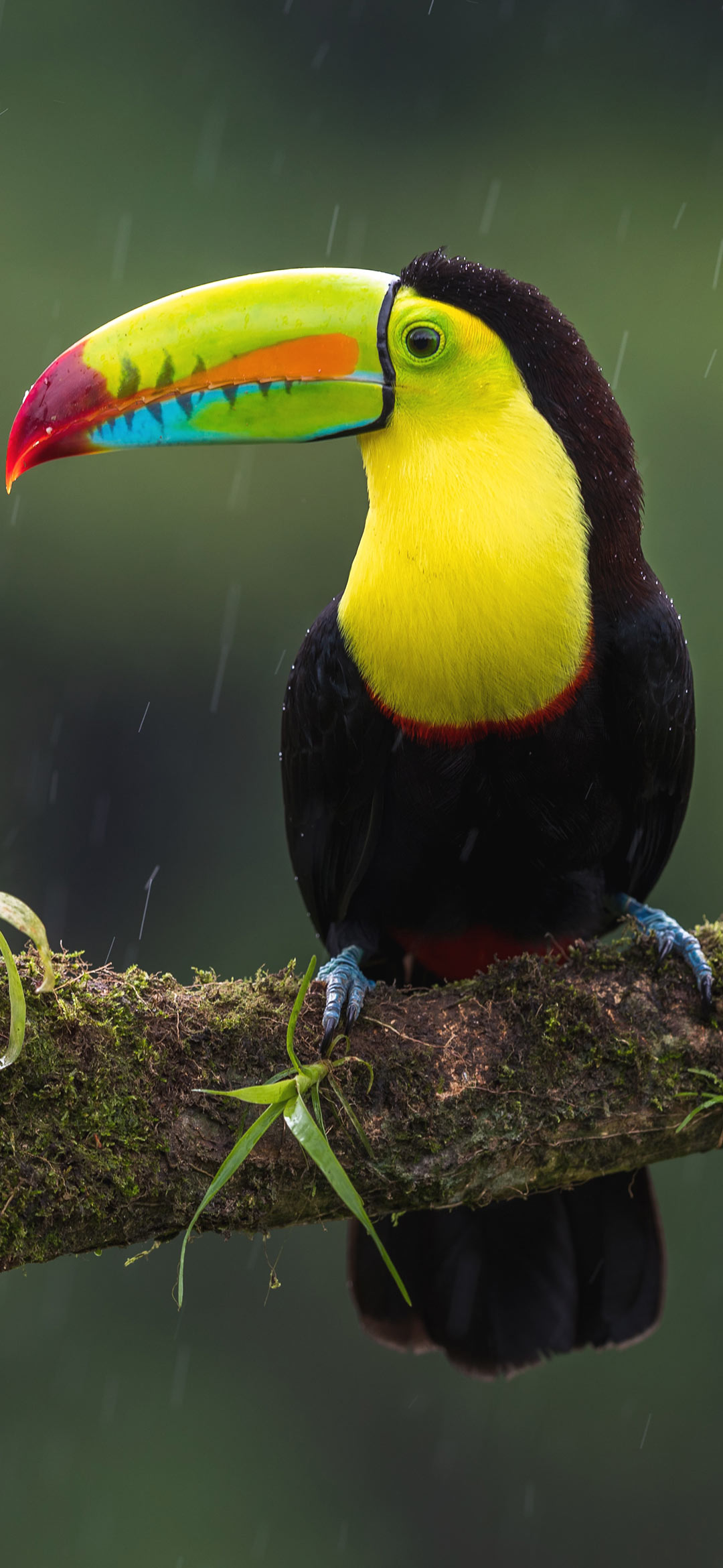 toucan%2Bbird%2Bwallpaper