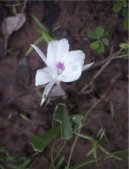 Kaempferia pascuorum in natural habitat