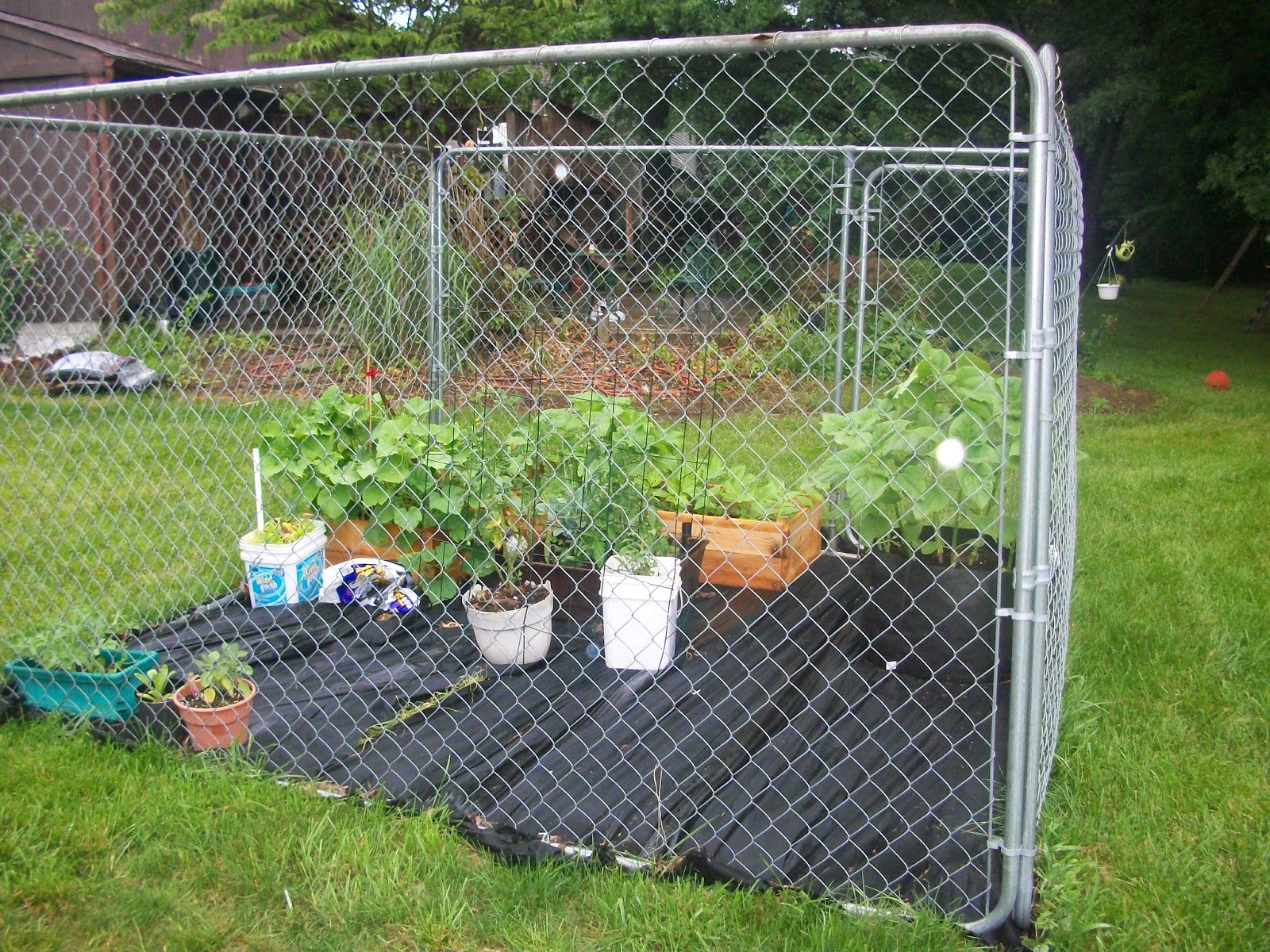 On A High Hill Repurposing An Unused Dog Kennel