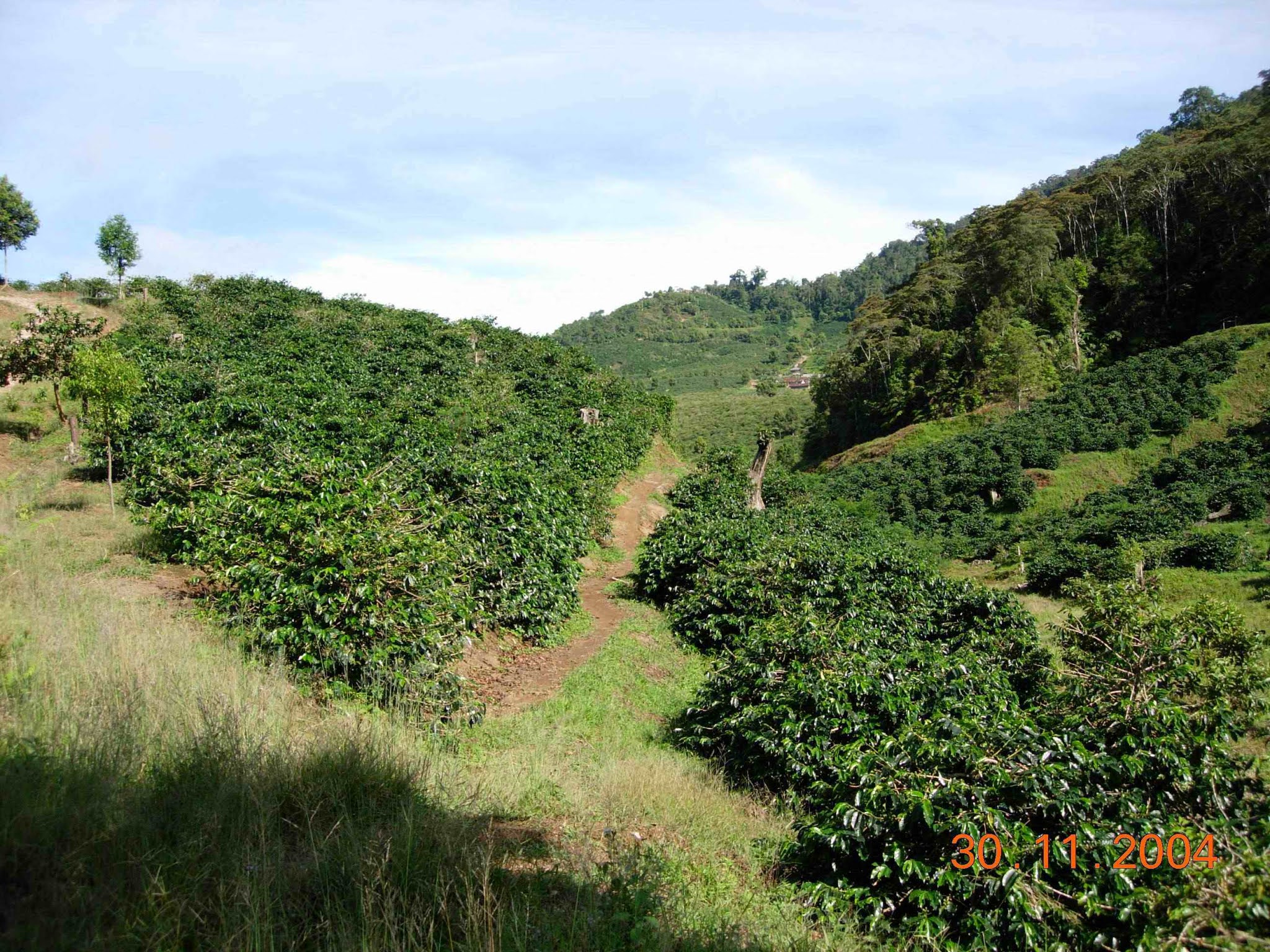 Berkunjung ke Perkebunan Kopi Mangkuraja, Rejang Lebong, Bengkulu