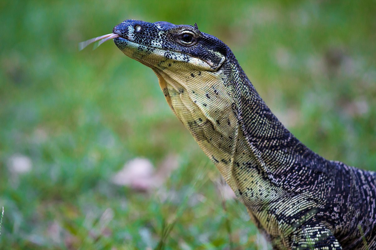 What Do Monitor Lizards Eat Why Is It Called Monitor Lizard what-do-monitor-lizards-eat-reptile-inquirer