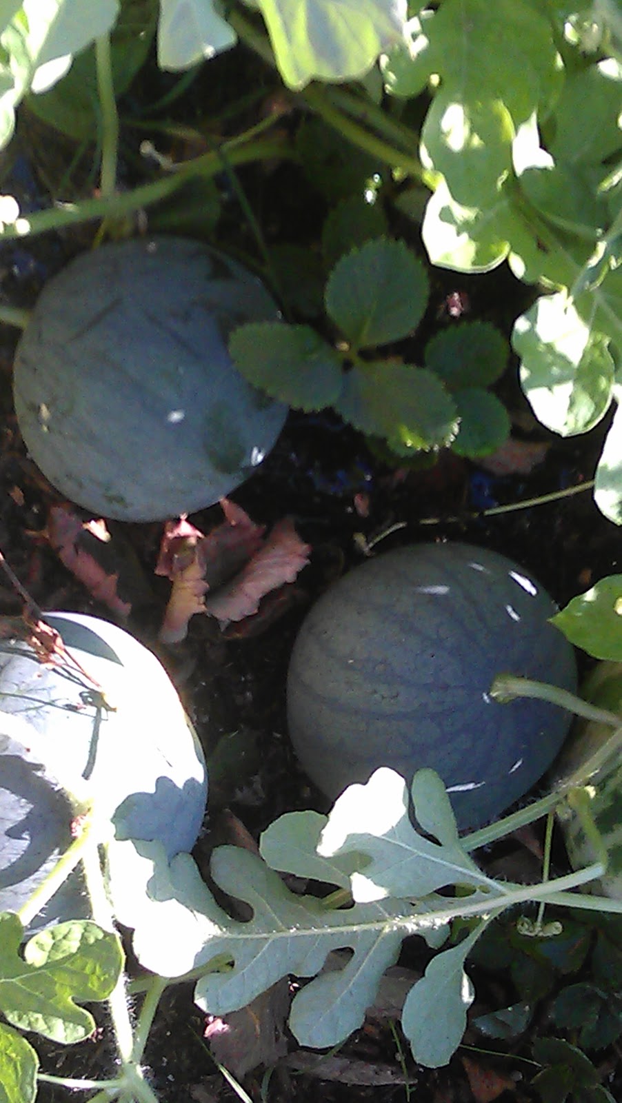 Square Foot Garden Tulsa