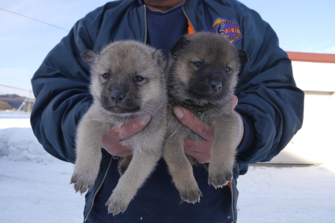 Repost Importing a Dog From Japan to Australia