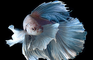 Inilah Waktu Berapa Hari Telur Ikan Cupang Akan Menetas penetasan telur ikan cupang penetasan telur ikan cupang bertujuan untuk menetaskan telur ikan cupang cara menetaskan telur ikan cupang berapa hari penetasan telur ikan cupang cara mempercepat penetasan telur ikan cupang bagaimana proses penetasan telur ikan cupang bagaimana cara menetaskan telur ikan cupang cara cepat menetaskan telur ikan cupang terangkan proses terjadinya penetasan telur ikan cupang jelaskan tujuan penetasan telur pada pemijahan ikan cupang berapa lama proses penetasan telur ikan cupang cara penetasan telur ikan cupang