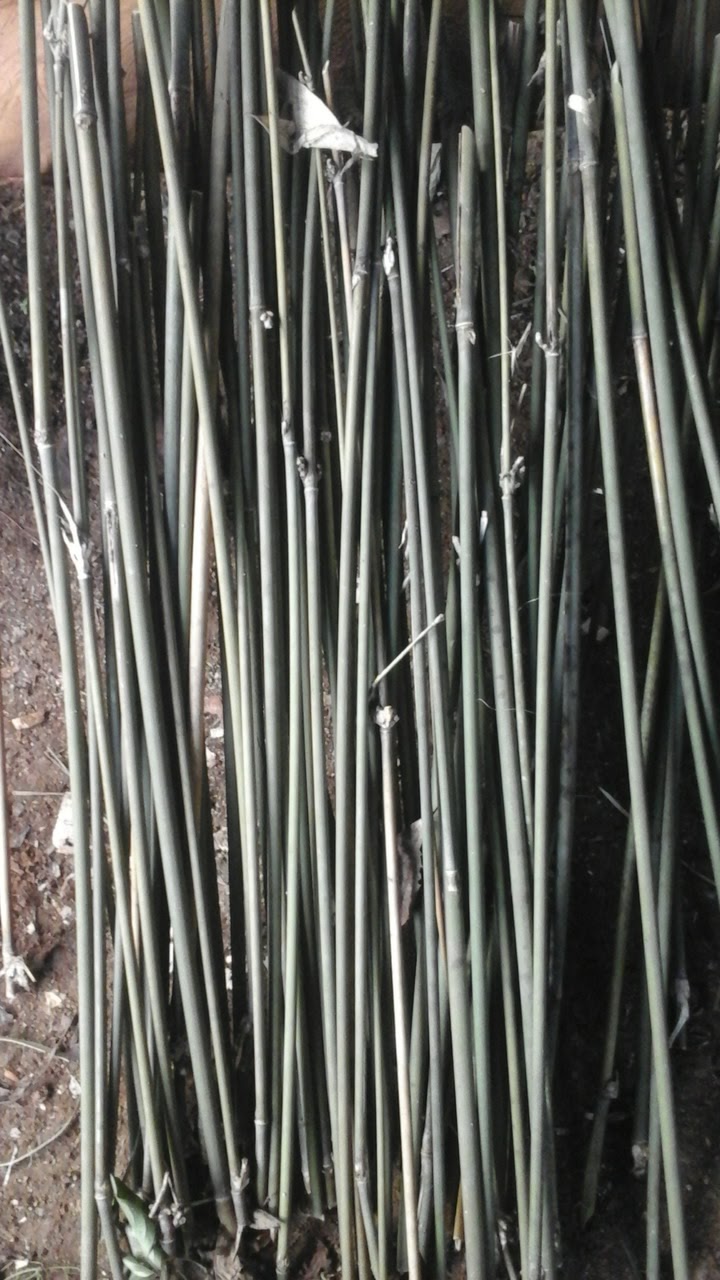 JUAL BAMBU TULUP KELOMPOK TANI BERKAH TANI UNGGUL