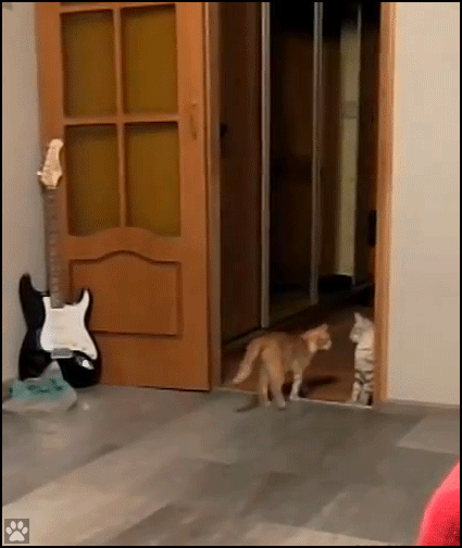 Funny Cat GIF • Suddenly a crazy cat jumps and runs on hind legs for no apparent reason Funny Cat GIF • Suddenly a crazy cat jumps and runs on hind legs for no apparent reason