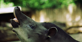Tapirus terrestris flehmen