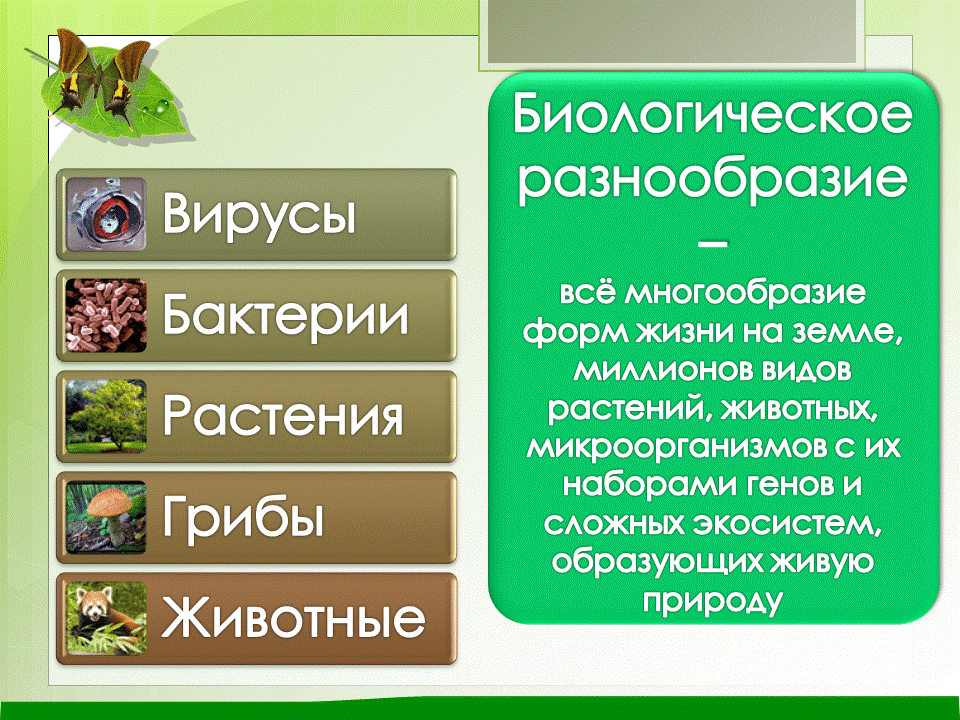 Животные земли. Разнообразие форм жизни на земле. Разнообразие организмов на земле. Разнообразие форм жизни на земле. Протерозойская эра животные организмы.