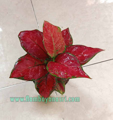 Jenis Aglaonema Beserta Gambar