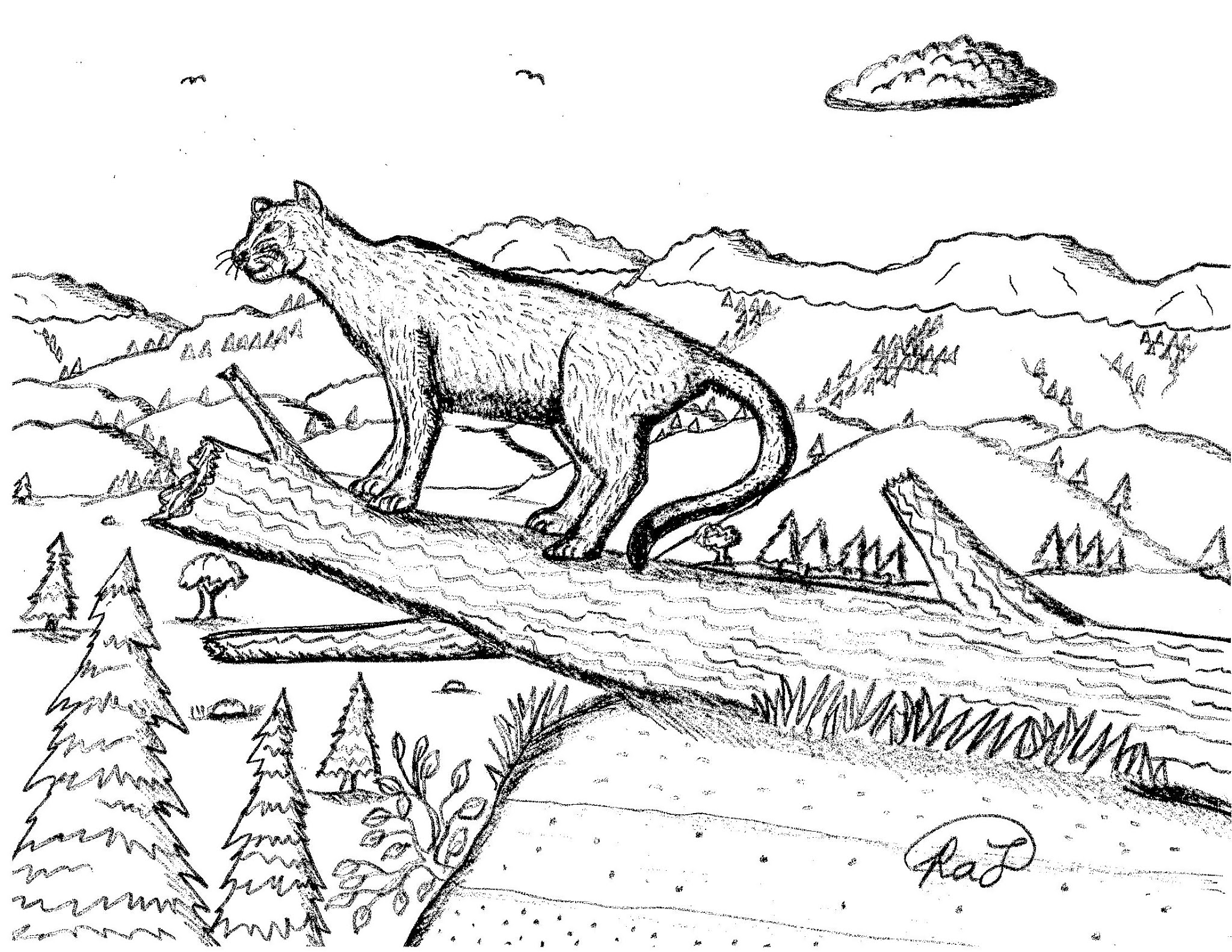 Robin's Great Coloring Pages: All About the Cougar - with coloring