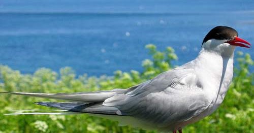 Birds Of India Bird World Arctic Tern Images