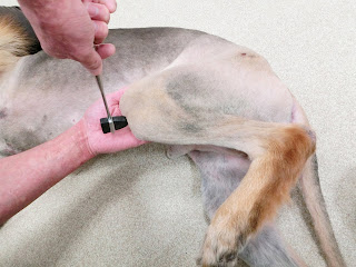 inspeção neurológica em cães