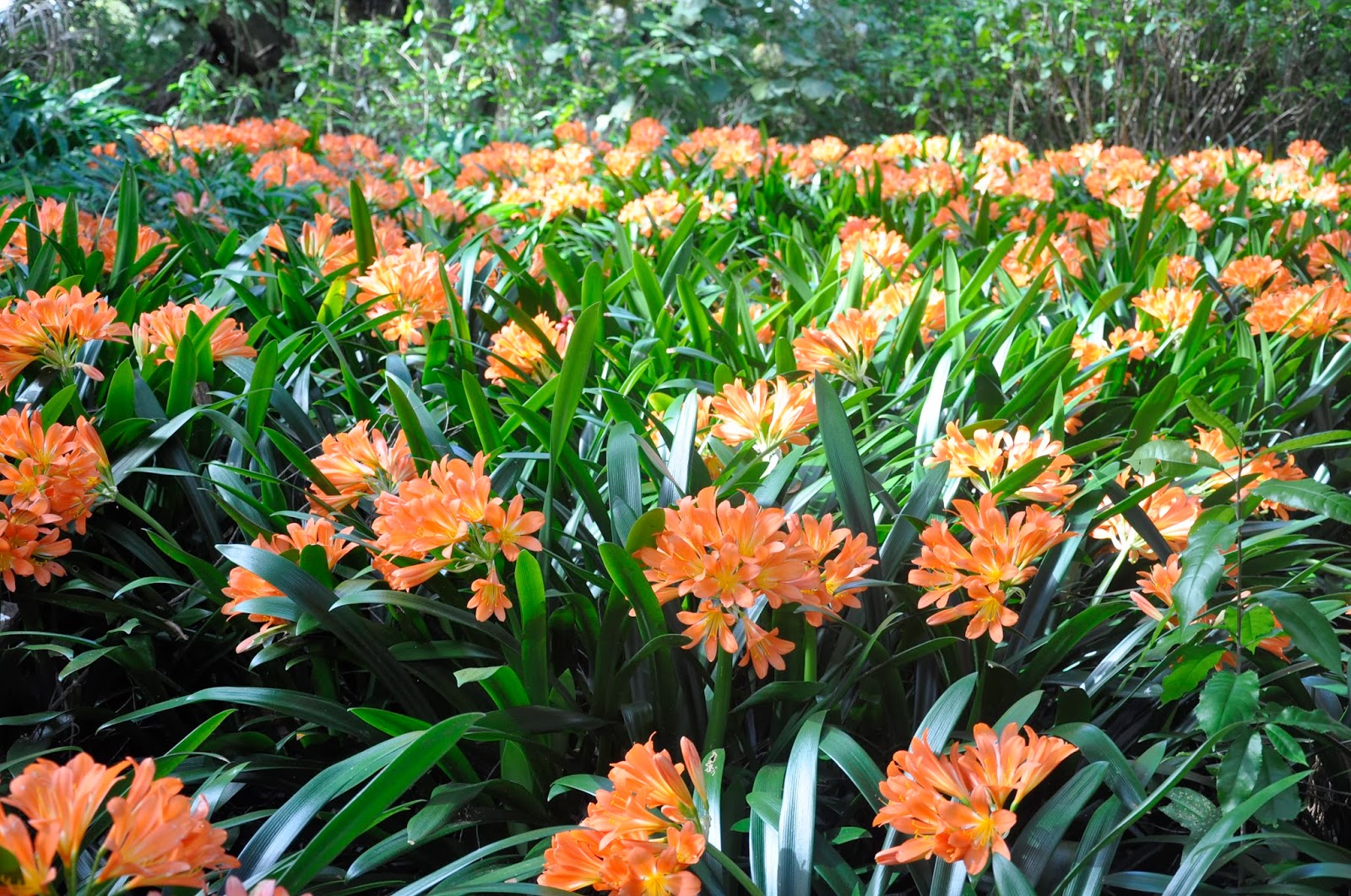 Clivias in Colour, Central Coast, NSW, Australia Clivias in NZ