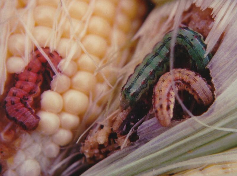 LateSeason Corn Earworm Alert Focus on Sweet Corn