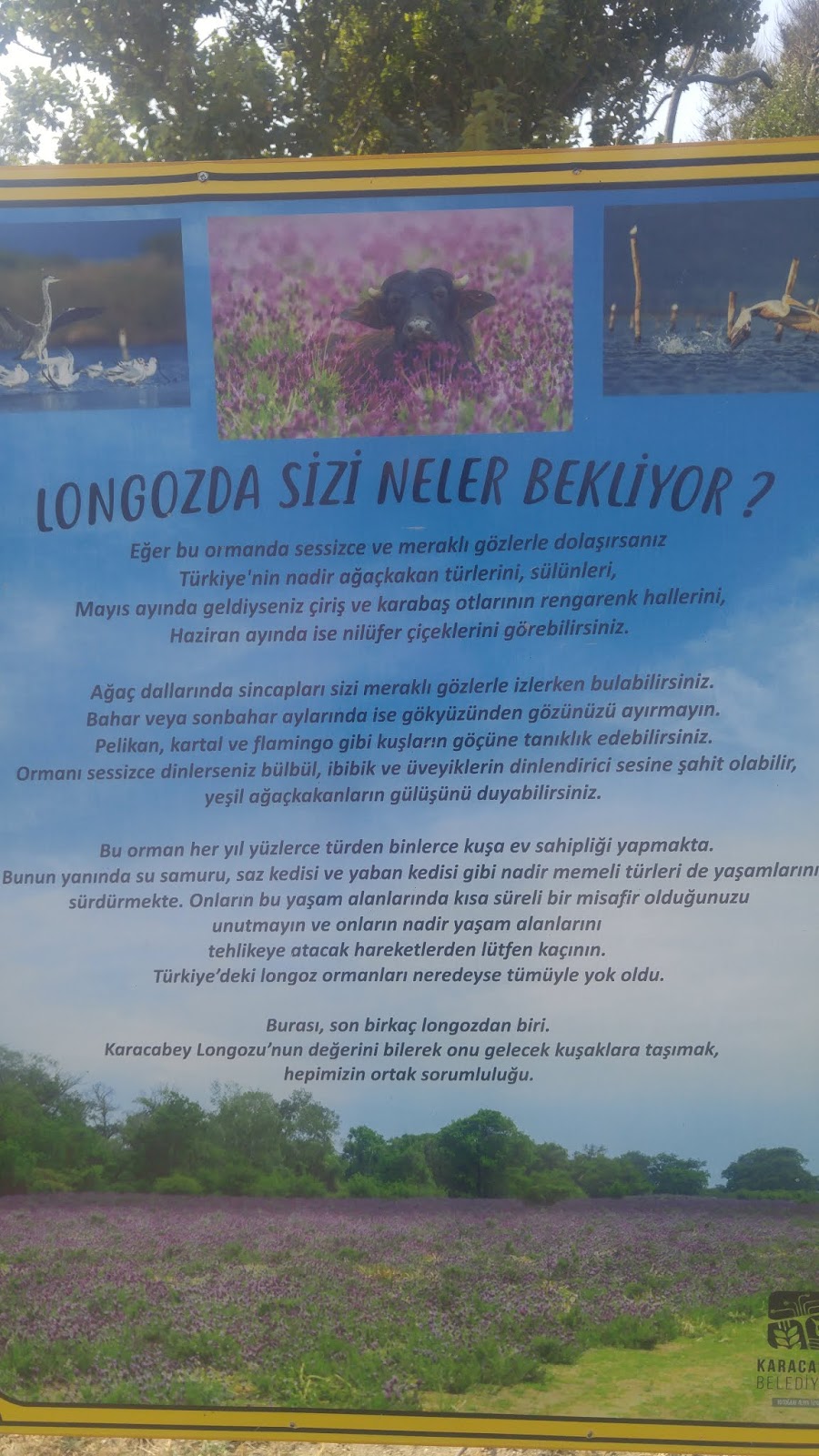 Sevdadan Karakalem Yazılar KARACABEY LONGOZ GEZİMİZ