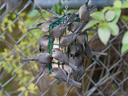 suet birds attract