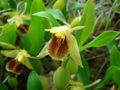 Coelogyne fimbriata orchid plant care and culture