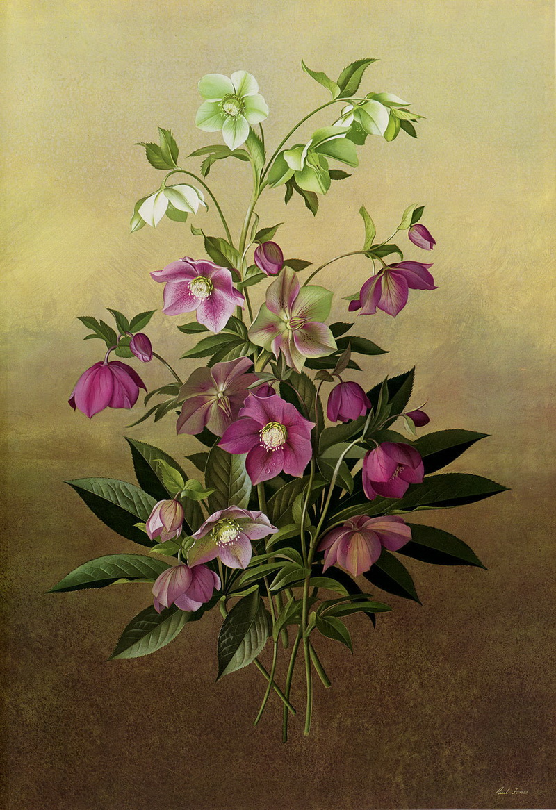 Paul Jones 1921-1997 ~ pintor australiano | Flores de Mayo 