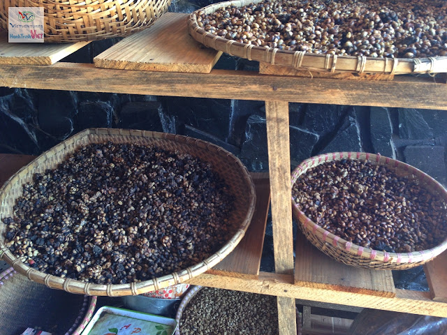 Visite de la ferme du café de civettte à Dalat
