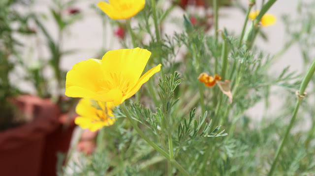 beautiful-flowers-download beautiful-flowers-download