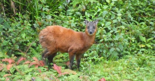 Mamíferos y marsupiales mammals of the earth Venado del páramo (Mazama