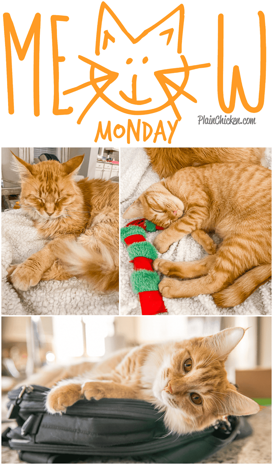 Meow Monday - pictures of cute cats collage of cat photos