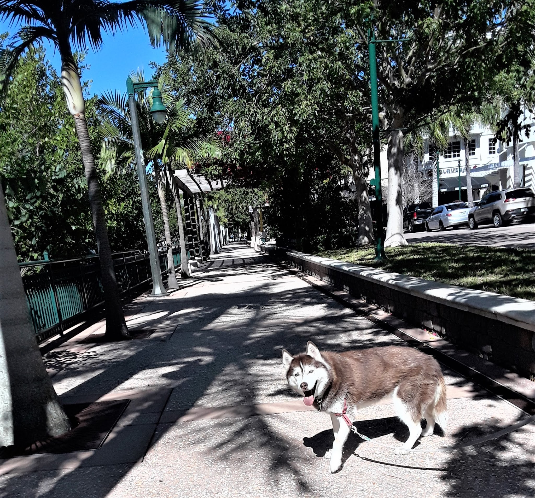 Dogs Luv Us and We Luv Them DOG FRIENDLY WALKING TRAIL IN JUPITER, FLORIDA
