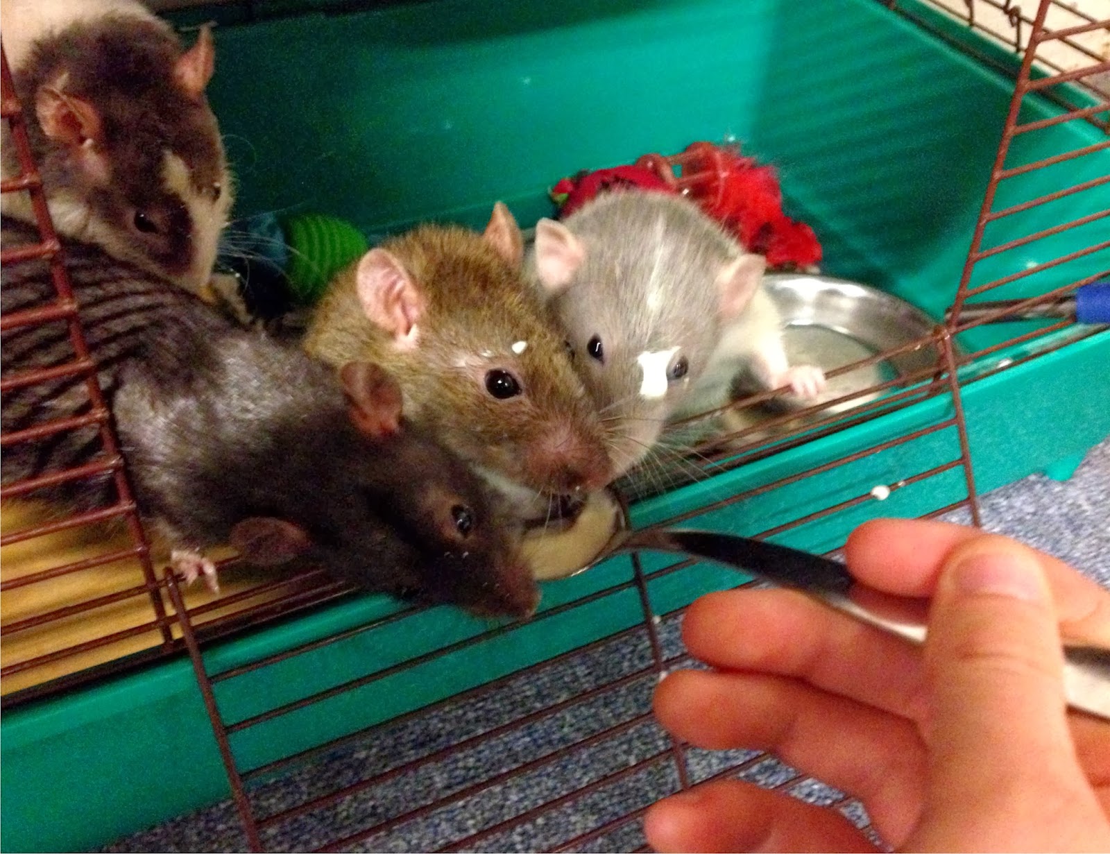 Riverside Rattery Rat Diet The Good and Bad