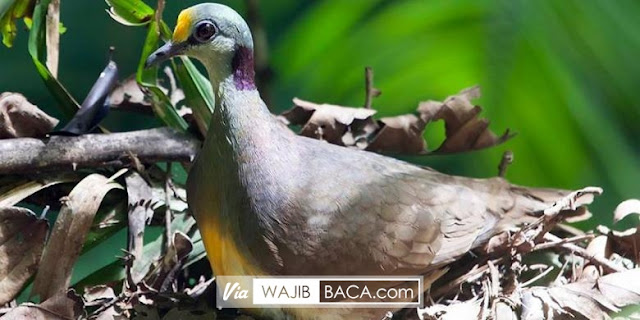 Delimukan Sulawesi, Si Burung Pemalu Akhirnya Berhasil Didokumentasikan!