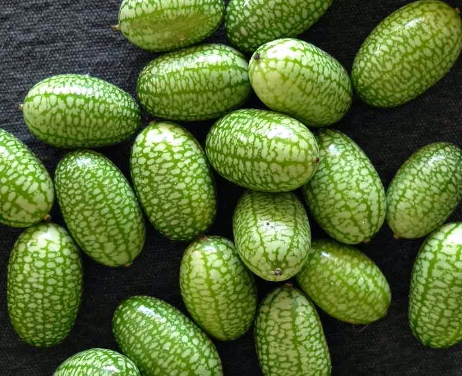 edible culture Creeping Cucumbers, Cucamelon or Mouse Melons