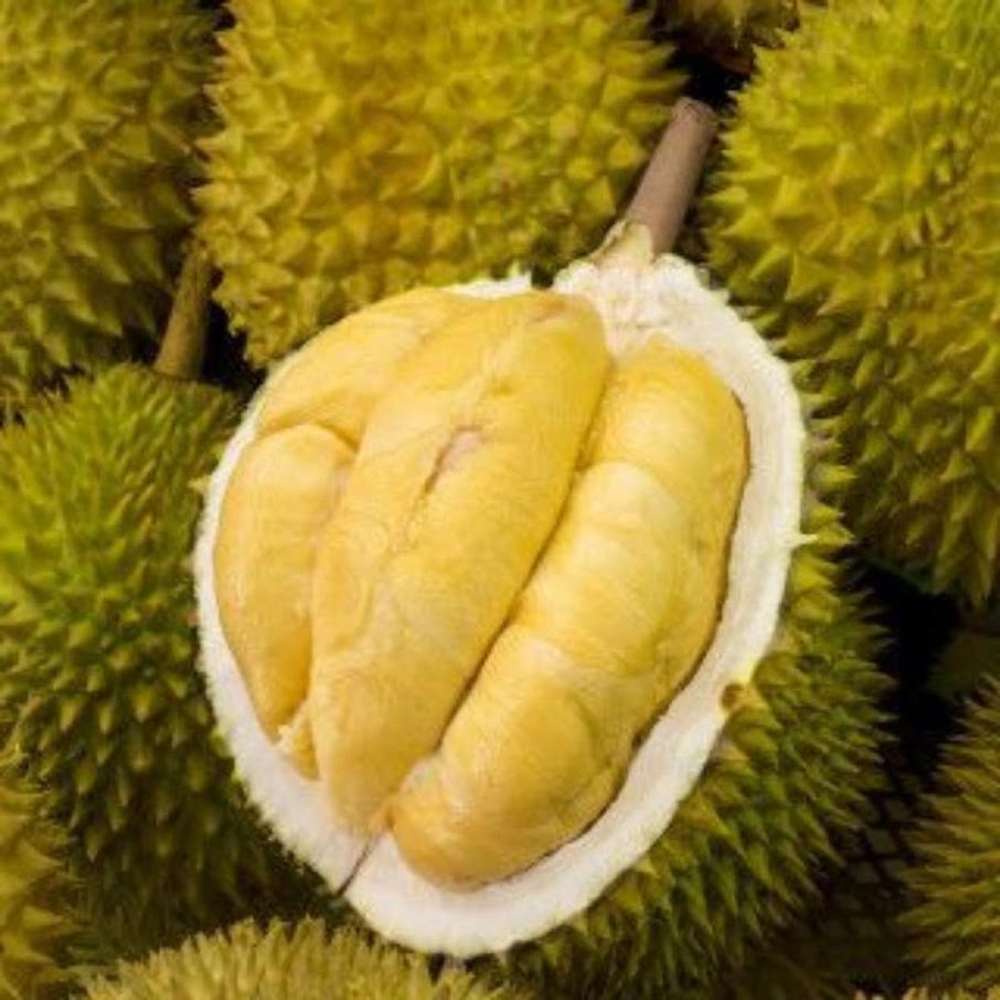 bibit durian bawor okulasi cepat berbuah Sulawesi Utara