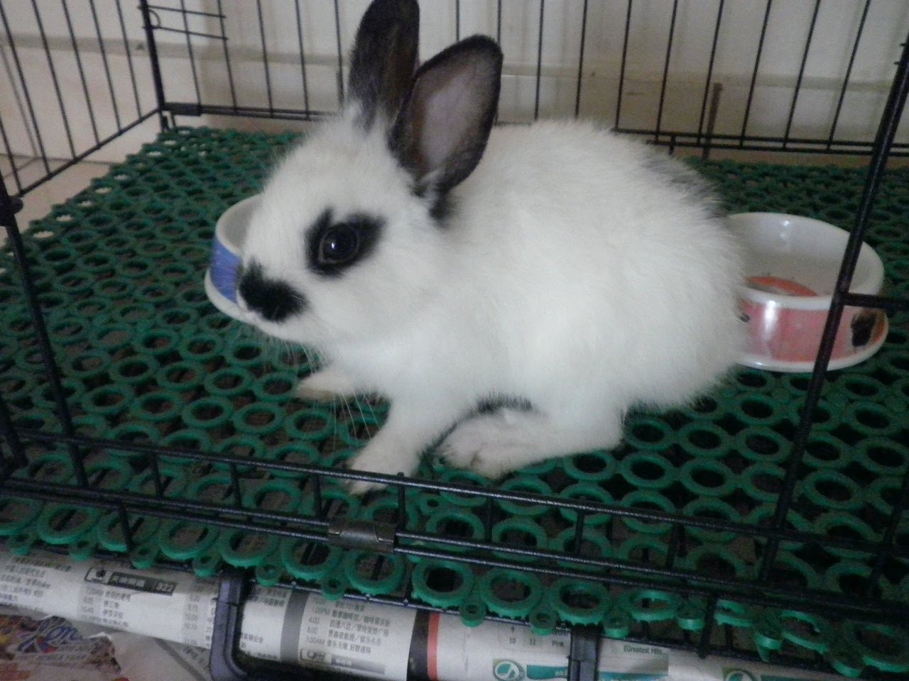 Eevee's Tales Rabbit Sitter