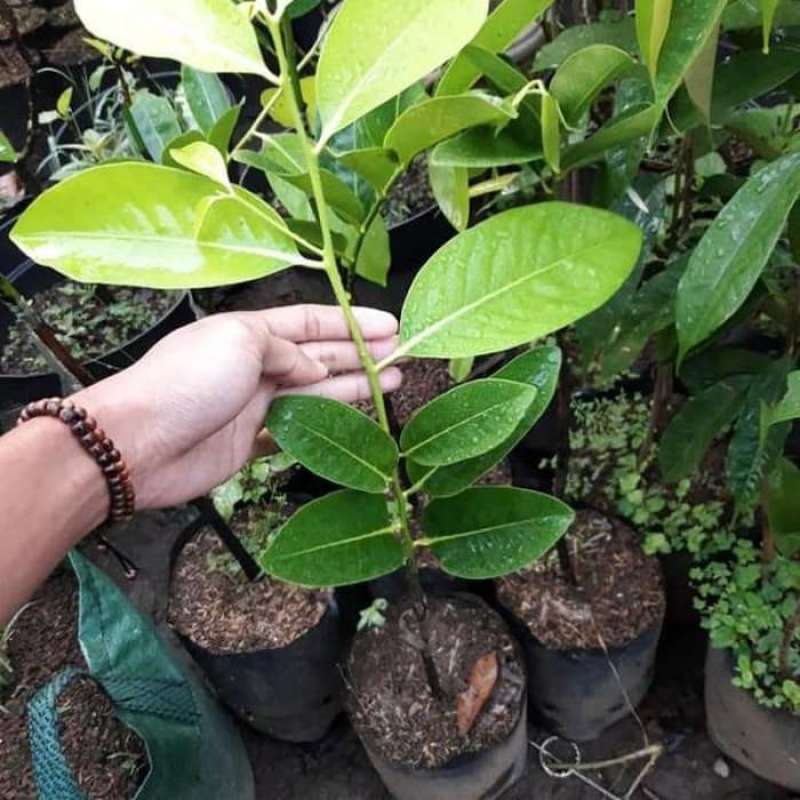 sawo black sapote Pangkal Balam