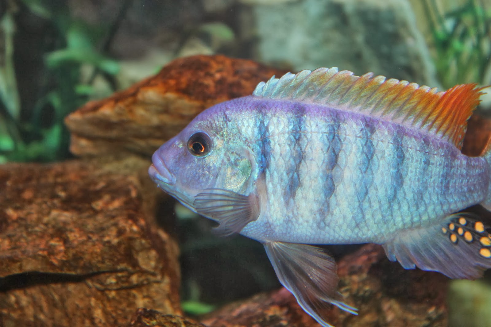 Common Name(s): Red Top Zebra Cichlid, Ice Red top Zebra, Ice blue cich...