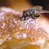 Τι συμβαίνει στο φαγητό κάθε φορά που το ακουμπάει μύγα