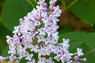 Lilo (Syringa vulgaris) 