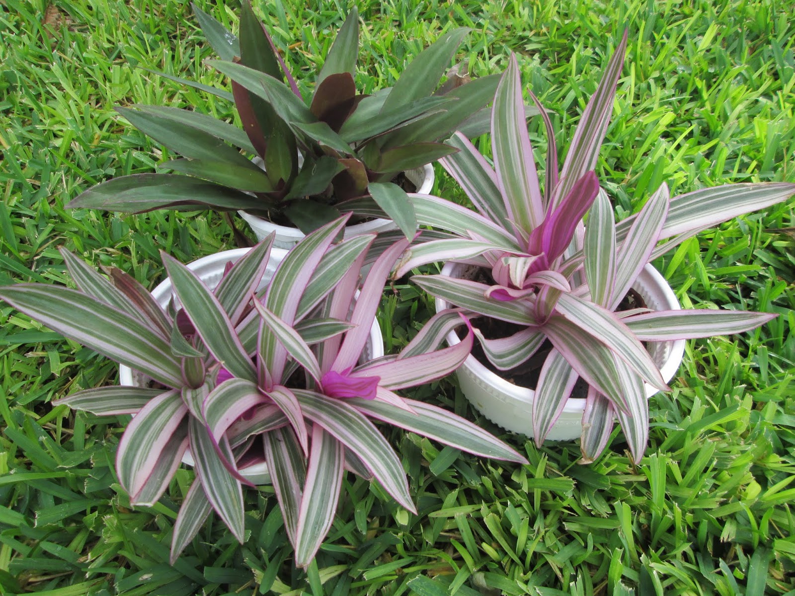 Garden Notes from Hawaii OYSTER PLANT (Tradescantia