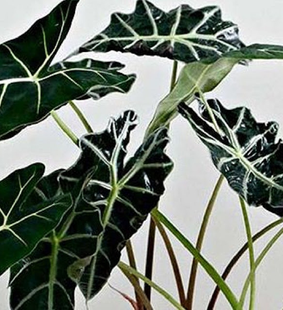 Jenis Alocasia Jenis Alocasia