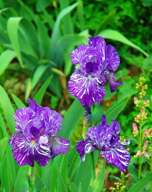 Yard and Garden Secrets: Royal Blue Batik Irises