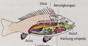 Alat gerak ikan