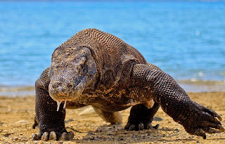 Komodo Dragon Pictures