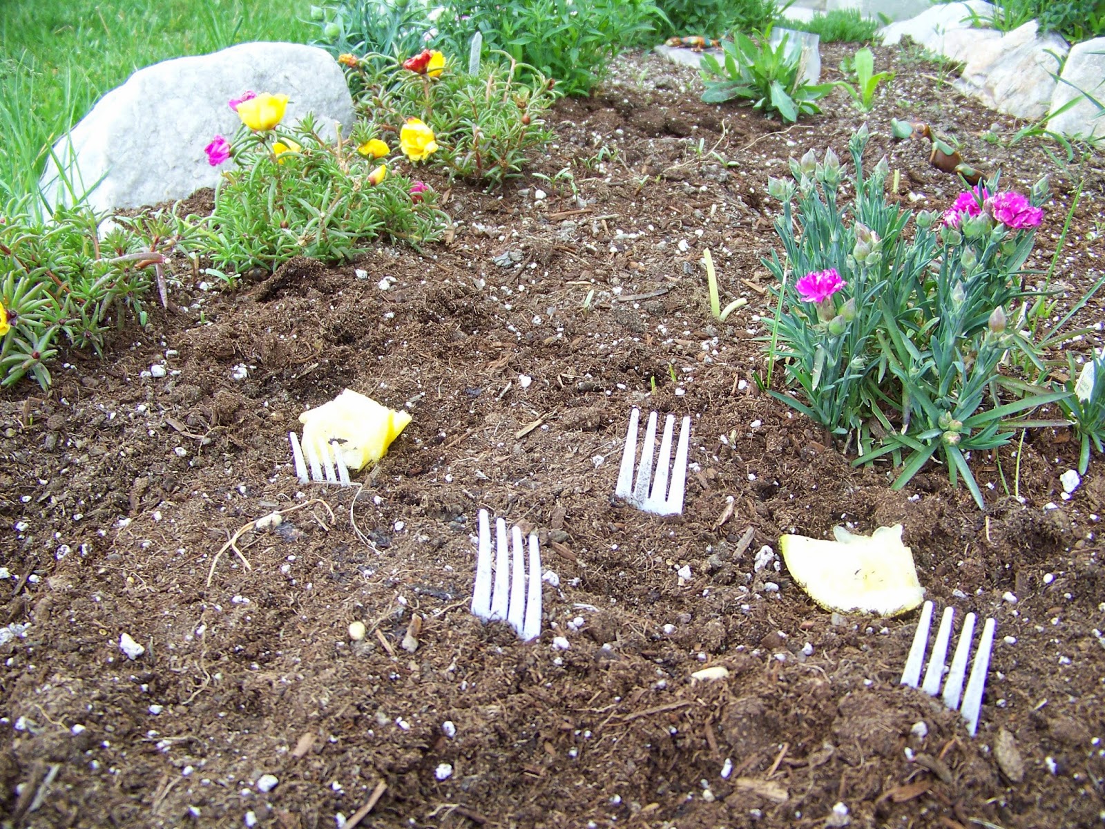 Garden Girl's Utah Adventure. Planting Forks in My Garden....To keep