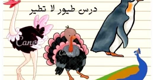 بحث عن طيور لا تطير موضوع