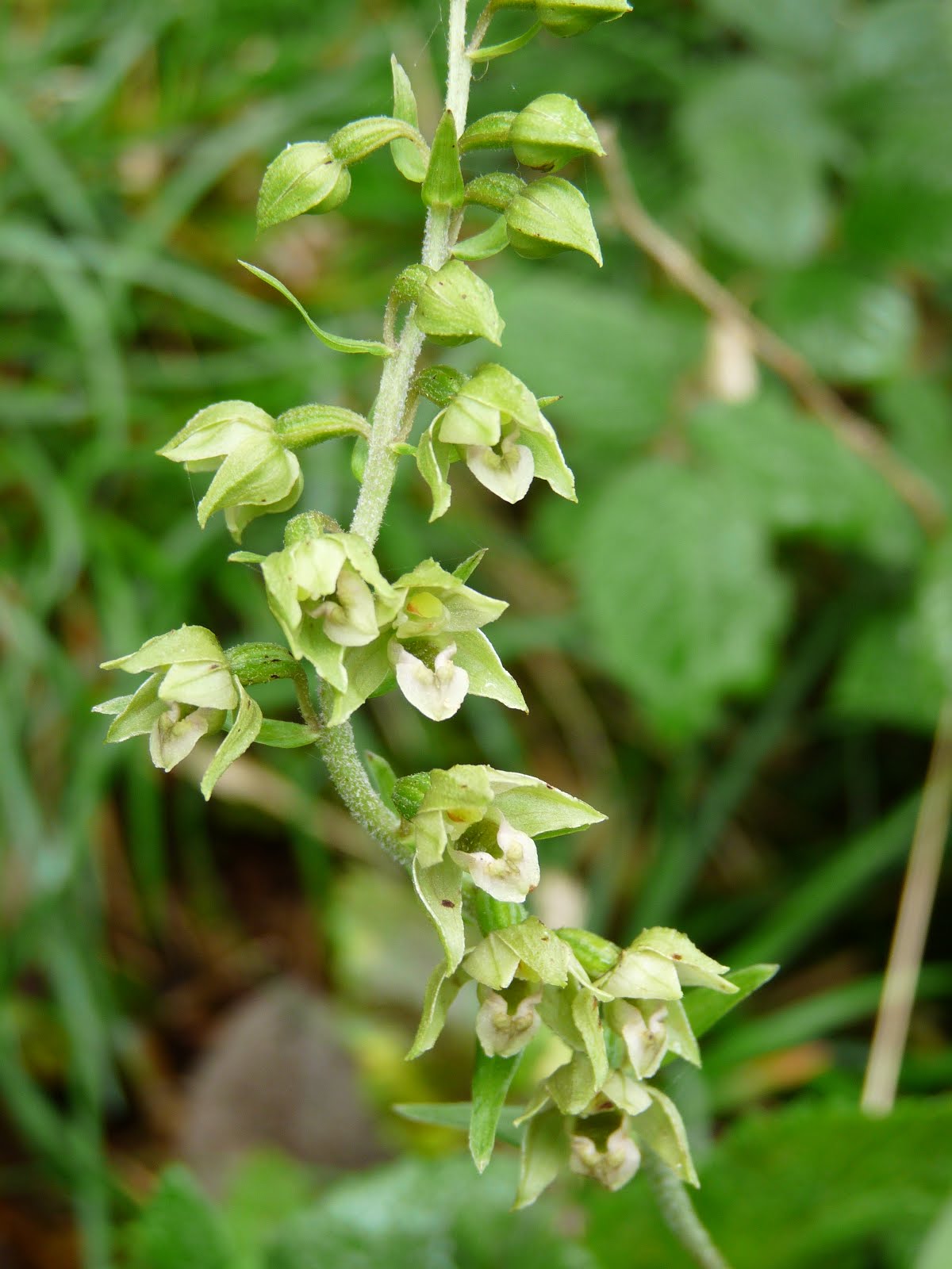 Chlorantha (Helleborine)