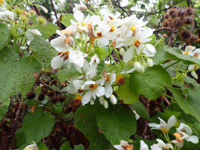 Sparrmannia africana Sparrmannia africana