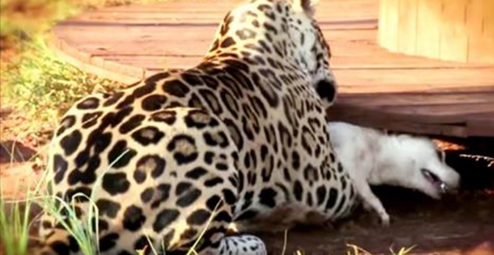 When This Jaguar Caught Up To The Dog, I Feared The Worst. But What Follows Is Stunning. The