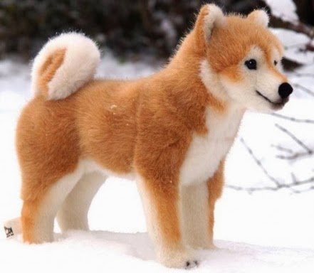 Japanese Dogs Shiba Inu Japanese Dogs Shiba Inu
