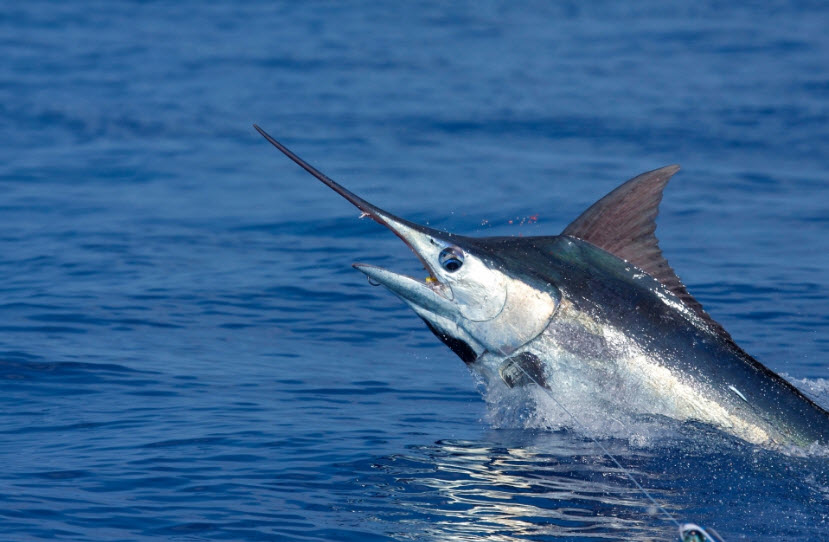 Blue Marlin 39